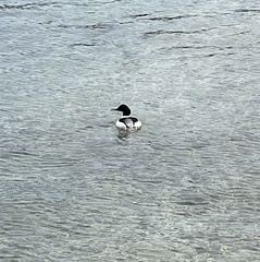 Mergus merganser