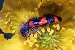 Trichodes favarius