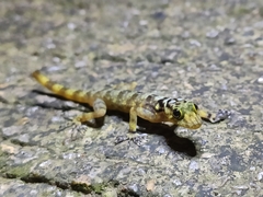 Cnemaspis biocellata