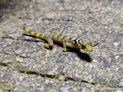 Cnemaspis biocellata