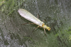 Chloroperla