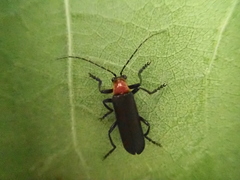 Lycocerus pubescens