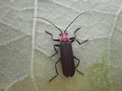 Lycocerus pubescens