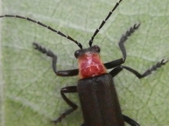 Lycocerus pubescens