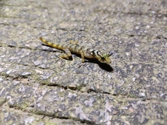 Cnemaspis biocellata