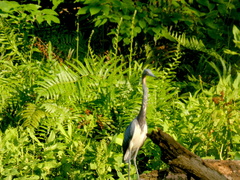Egretta tricolor image