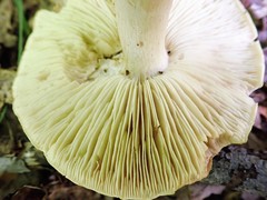 Tricholoma odorum