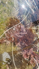 Lithothrix aspergillum