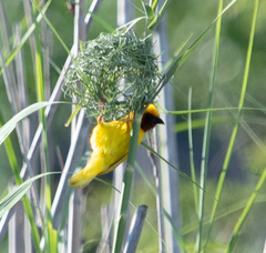 Ploceus xanthopterus