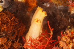 Ascidia incrassata