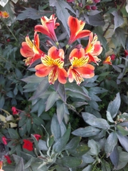 Alstroemeria aurea