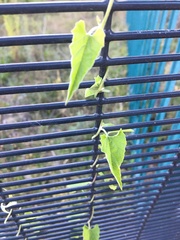 Convolvulus farinosus