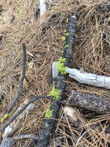 iNaturalist observation photo of wolf lichen