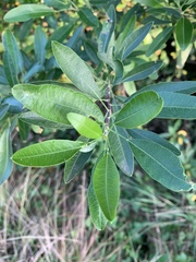 Heteromorpha arborescens arborescens