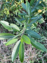 Heteromorpha arborescens arborescens