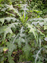 Acanthus ueleensis