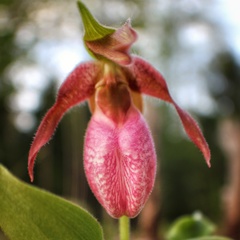 Cypripedium acaule image
