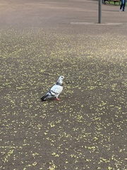 Columba livia domestica