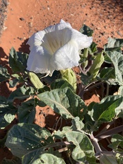 Datura wrightii
