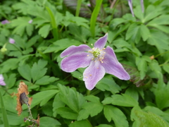 Anemonoides nemorosa