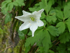 Anemonoides nemorosa