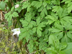 Anemonoides nemorosa