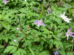 Anemonoides nemorosa