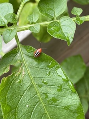 Disonycha discoidea