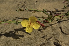 Eulobus crassifolius