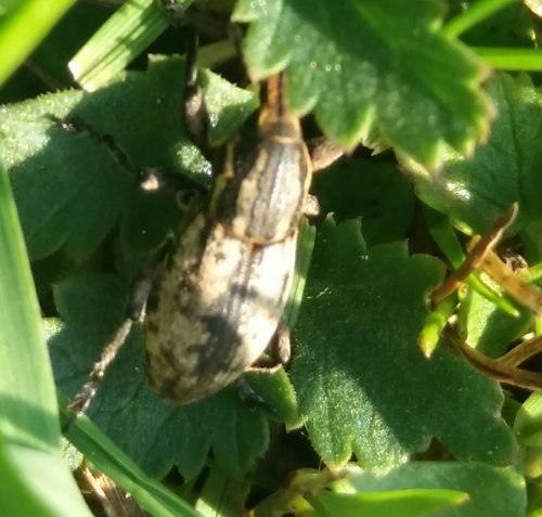 ryhovec sivý (Pseudocleonus cinereus)