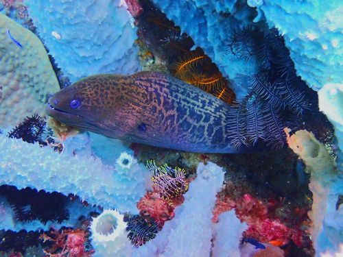 Giant moray