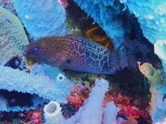 Giant moray