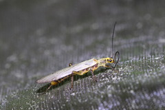 Chloroperla