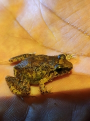 Limnonectes hascheanus