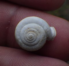 Daedalochila uvulifera