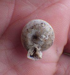 Daedalochila uvulifera