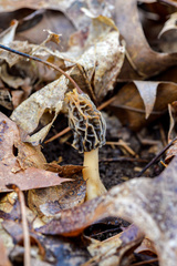 Morchella diminutiva