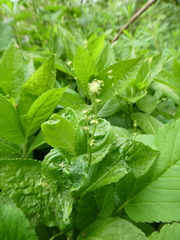 Mercurialis perennis