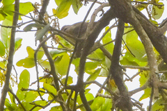 Vireo philadelphicus