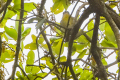 Vireo philadelphicus