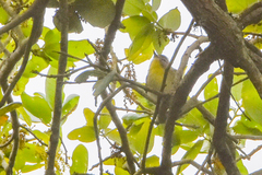 Vireo philadelphicus
