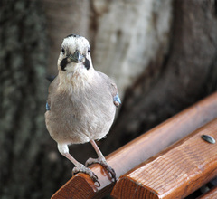 Garrulus glandarius