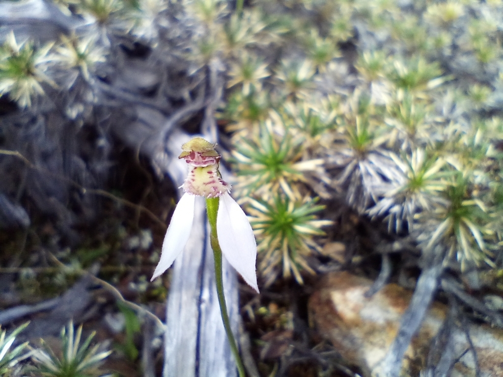 Eriochilus helonomos