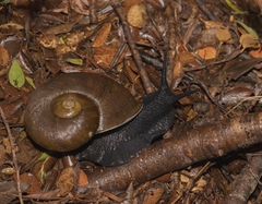 Macrocyclis peruvianus