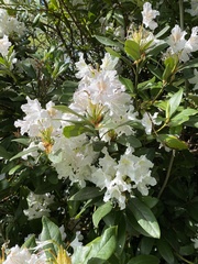 Rhododendron