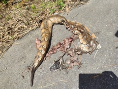 Python brongersmai