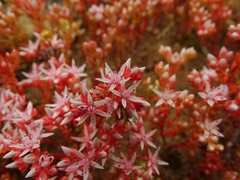 Sedum arenarium