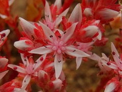 Sedum arenarium