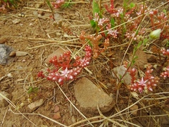 Sedum arenarium