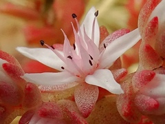 Sedum arenarium